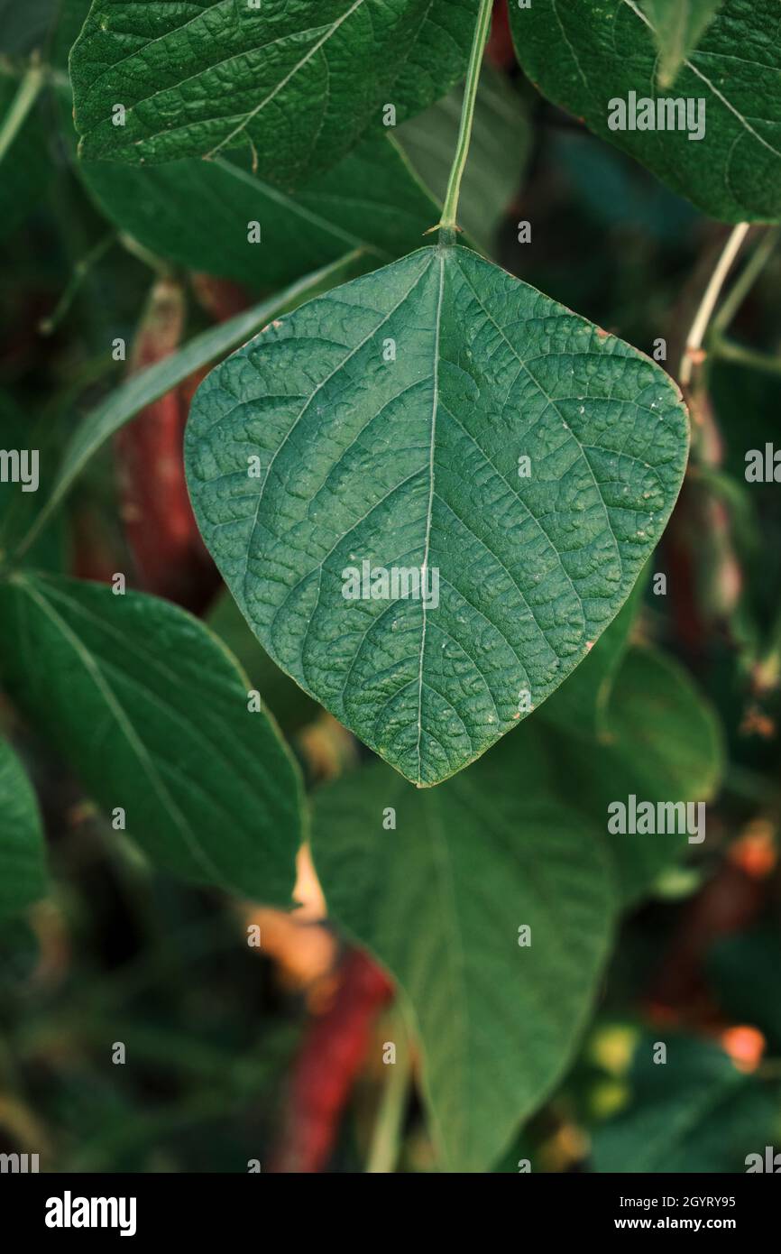 Phaseolus coccineus plante de haricots verts gros plan Banque D'Images
