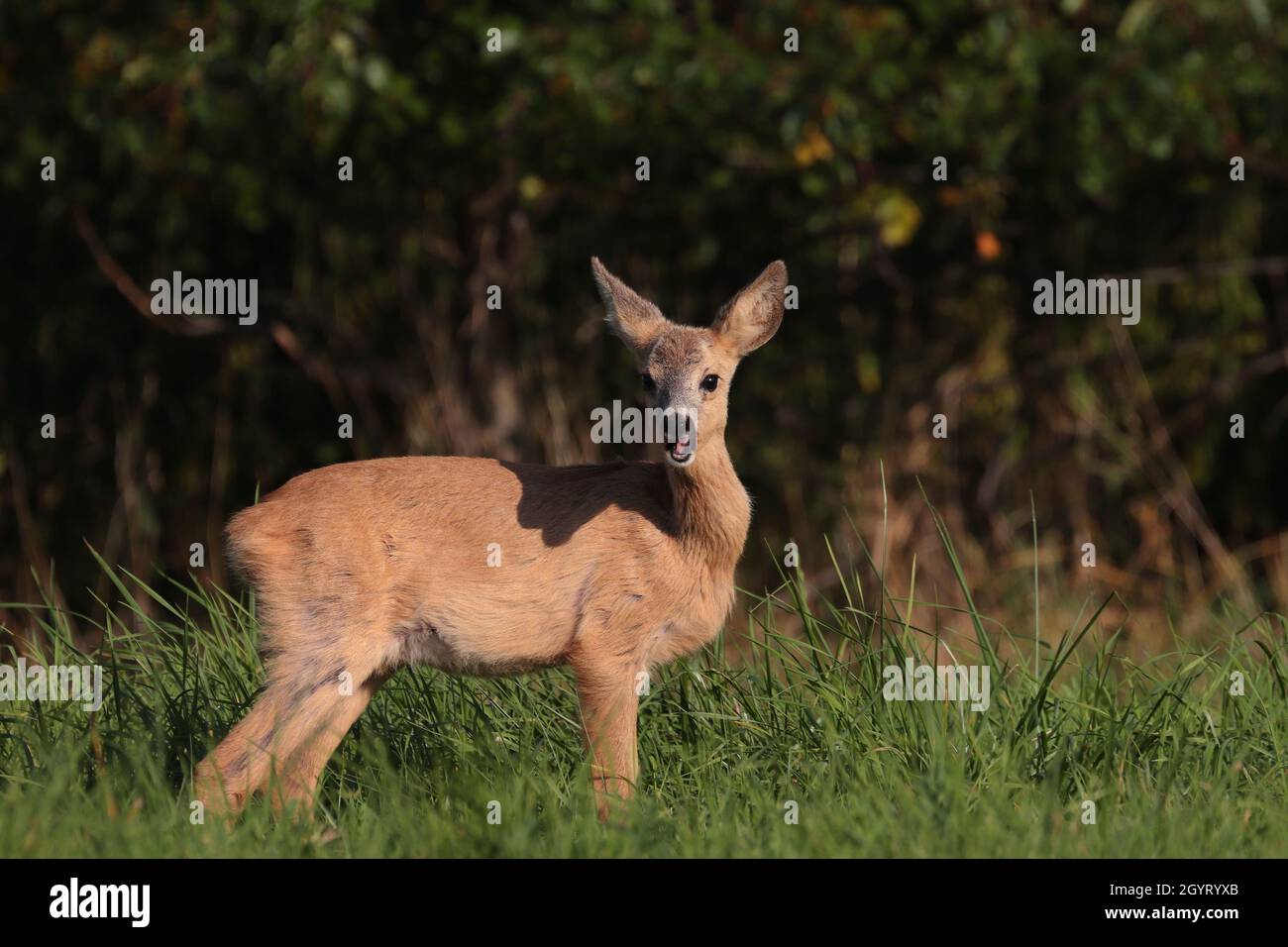 Photo d'un cerf de Virginie debout dans un champ herbacé avec le fond des arbres par une journée ensoleillée Banque D'Images