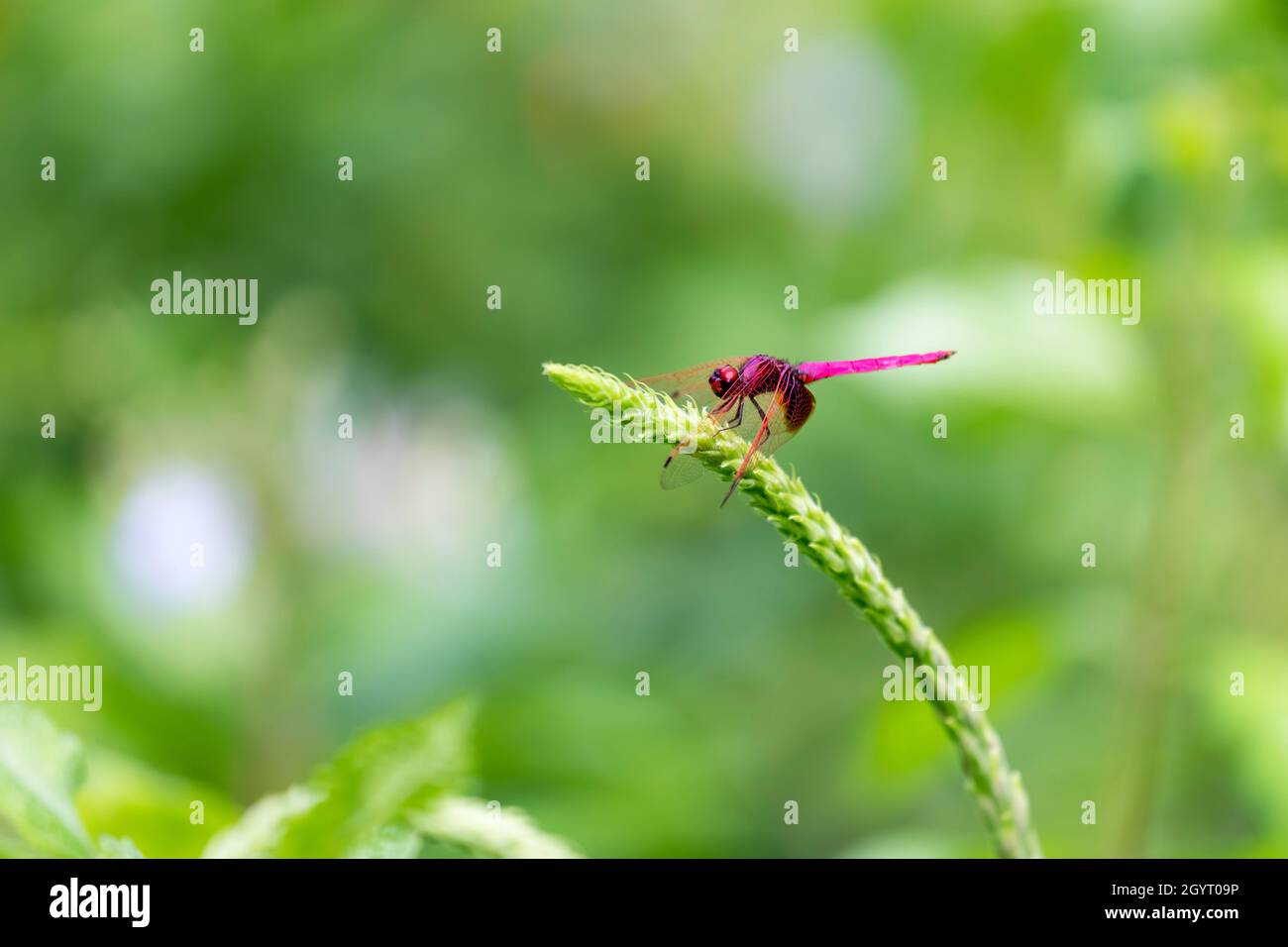 Portrait de libellule - Crimson Dropwing (mâle) (Trithemis aurora) Banque D'Images