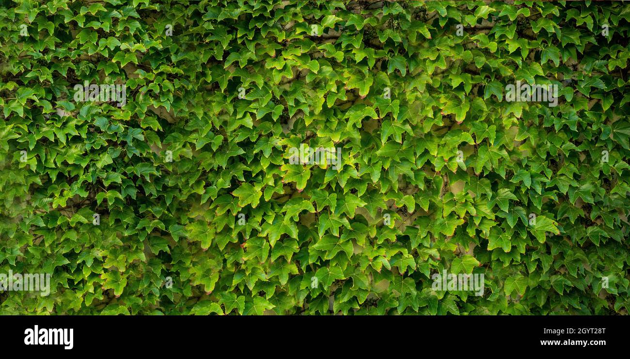 Mur recouvert de lierre verte - format de bannière Banque D'Images