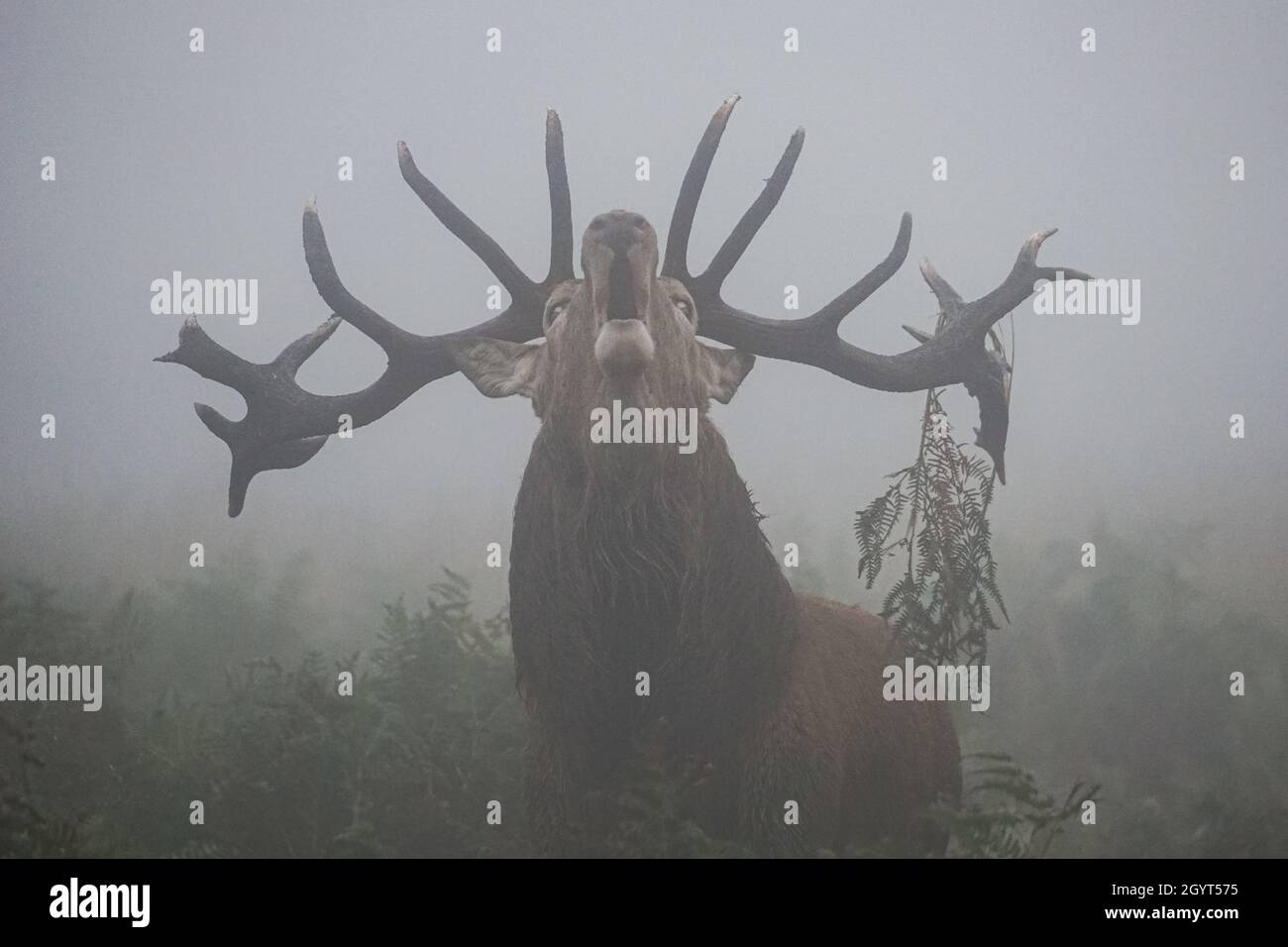 Les cerfs rouges brûlent dans un brouillard dense pendant la saison de rutage annuelle Banque D'Images