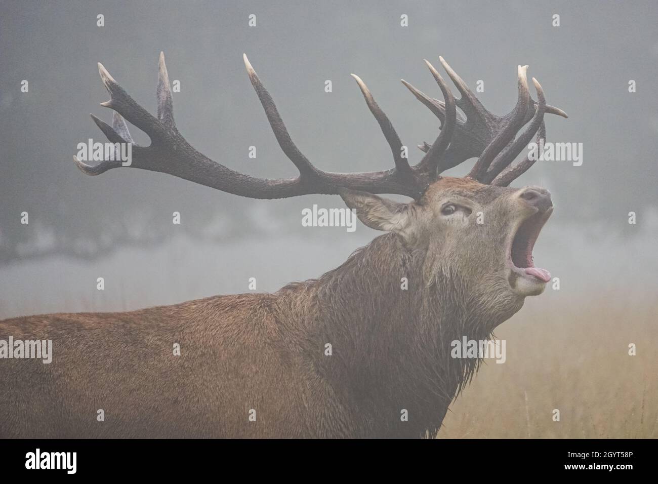 Les cerfs rouges brûlent dans un brouillard dense pendant la saison de rutage annuelle Banque D'Images