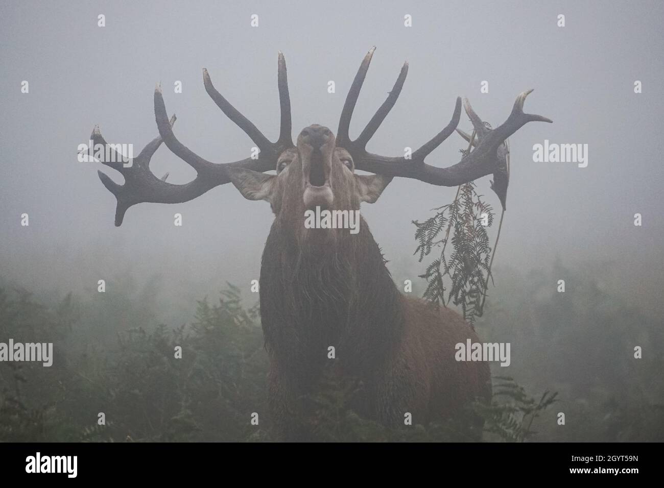 Les cerfs rouges brûlent dans un brouillard dense pendant la saison de rutage annuelle Banque D'Images
