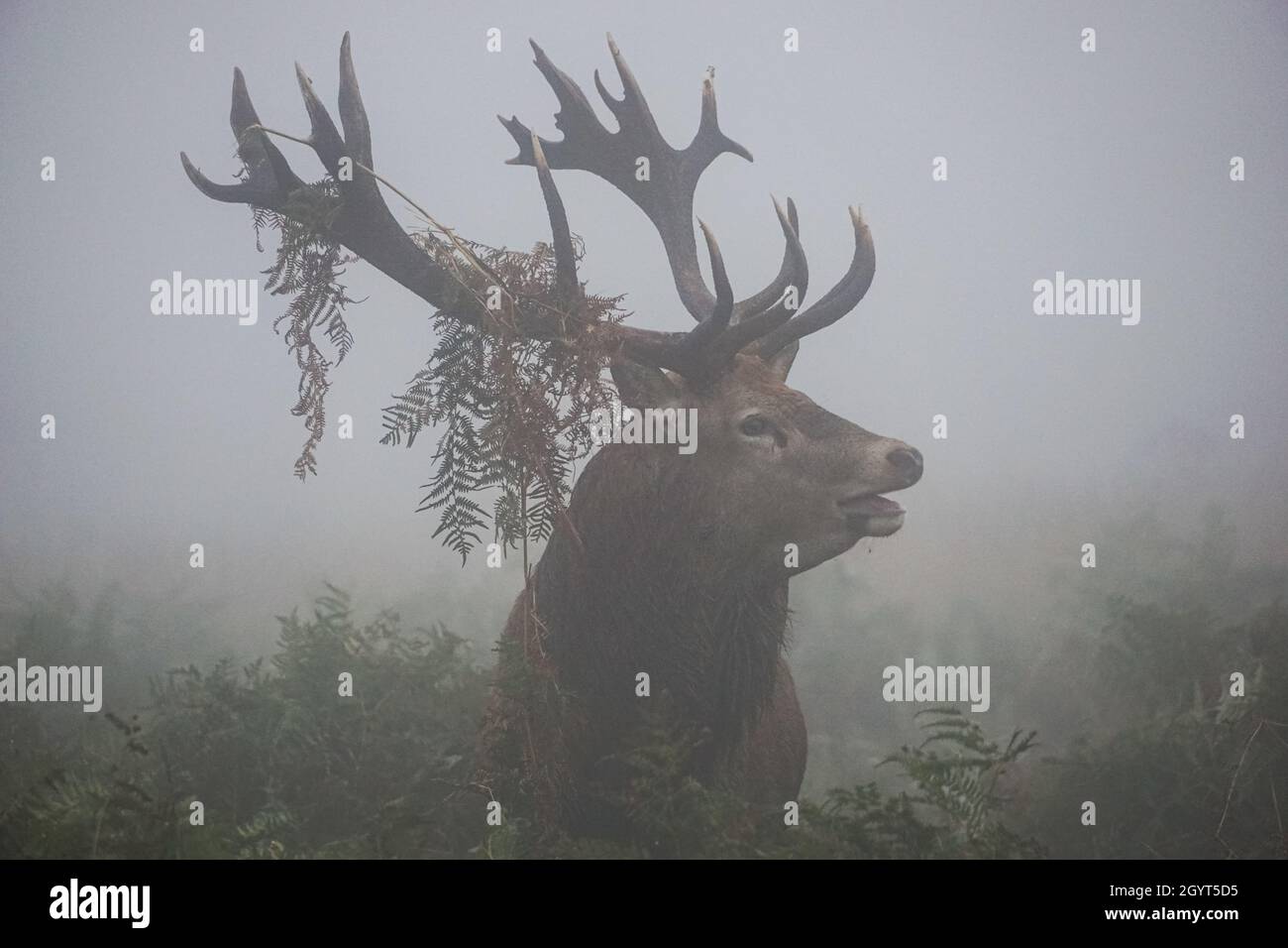 Les cerfs rouges brûlent dans un brouillard dense pendant la saison de rutage annuelle Banque D'Images