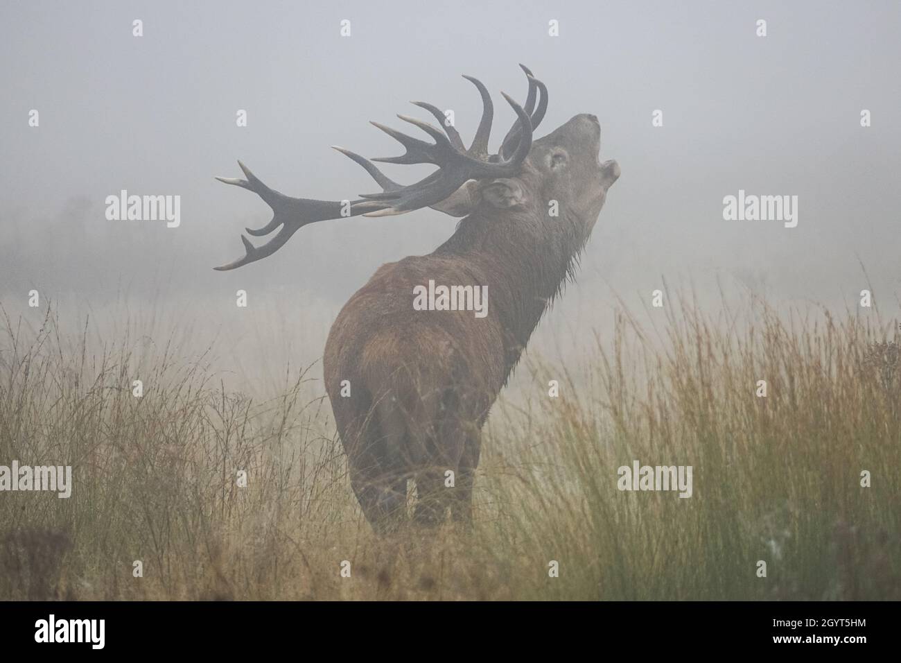 Les cerfs rouges brûlent dans un brouillard dense pendant la saison de rutage annuelle Banque D'Images