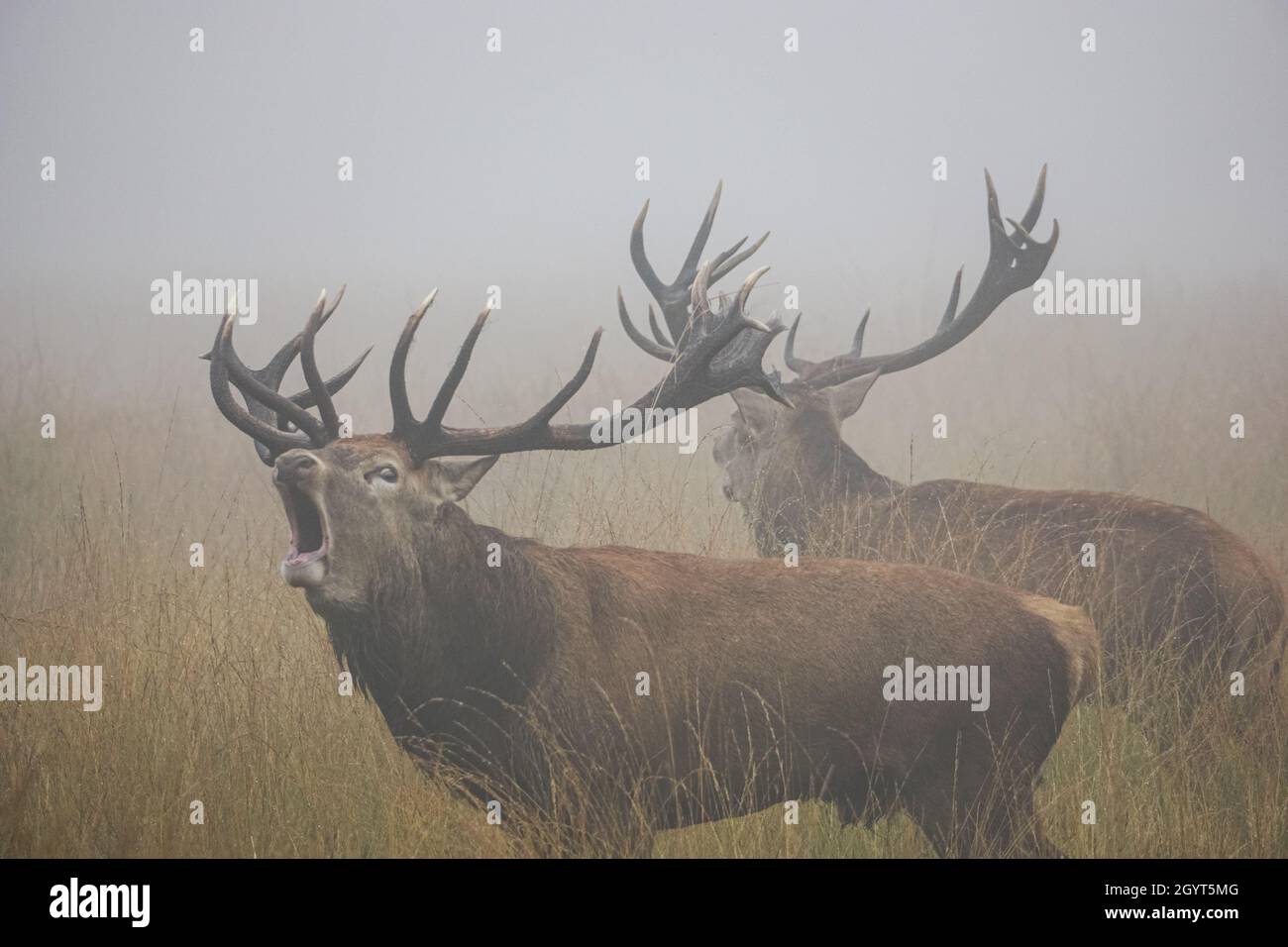 Les cerfs rouges brûlent dans un brouillard dense pendant la saison de rutage annuelle Banque D'Images