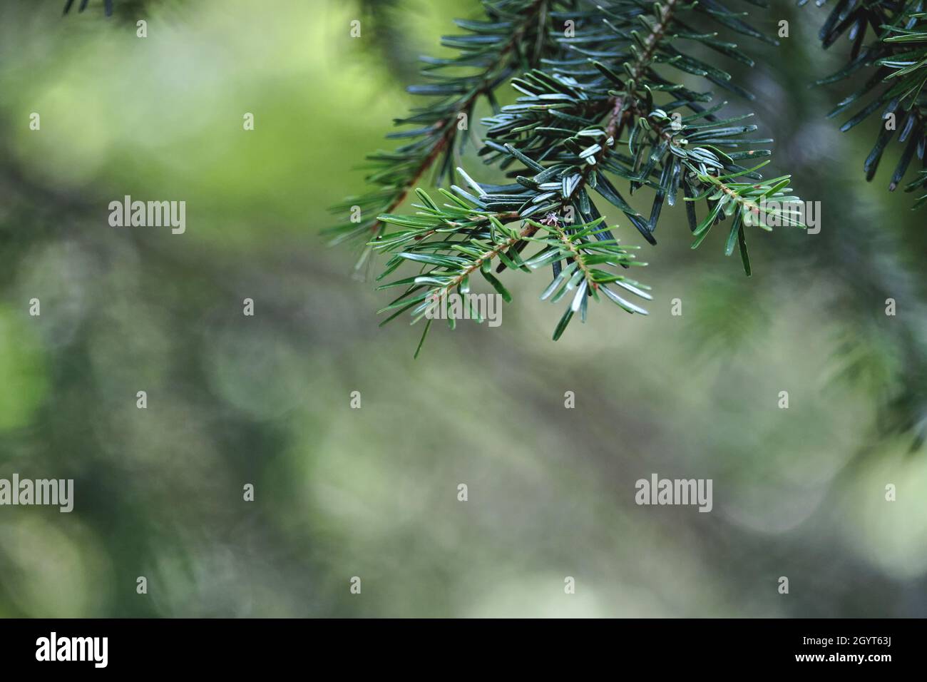 Abies alba ou sapin argenté européen arbre de conifères vert feuillage à aiguille verte Banque D'Images