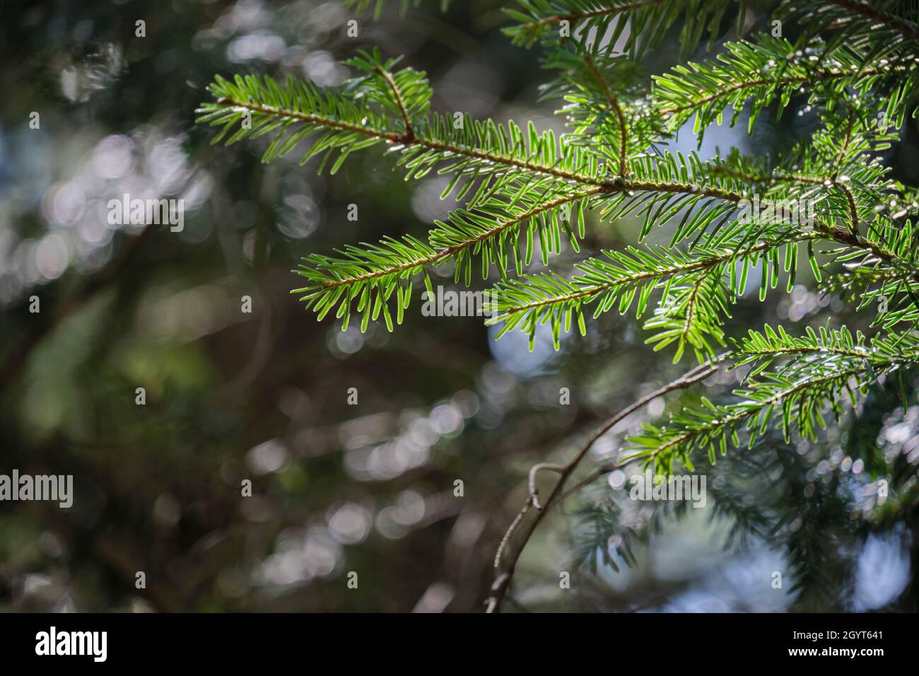 Abies alba ou sapin argenté européen arbre de conifères vert feuillage à aiguille verte Banque D'Images