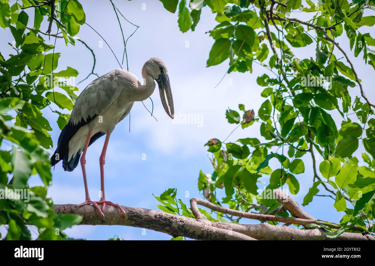 L'Asian Openbill asiatique ou Stork (Anastomus oscitante) dans la nature de la Thaïlande Banque D'Images
