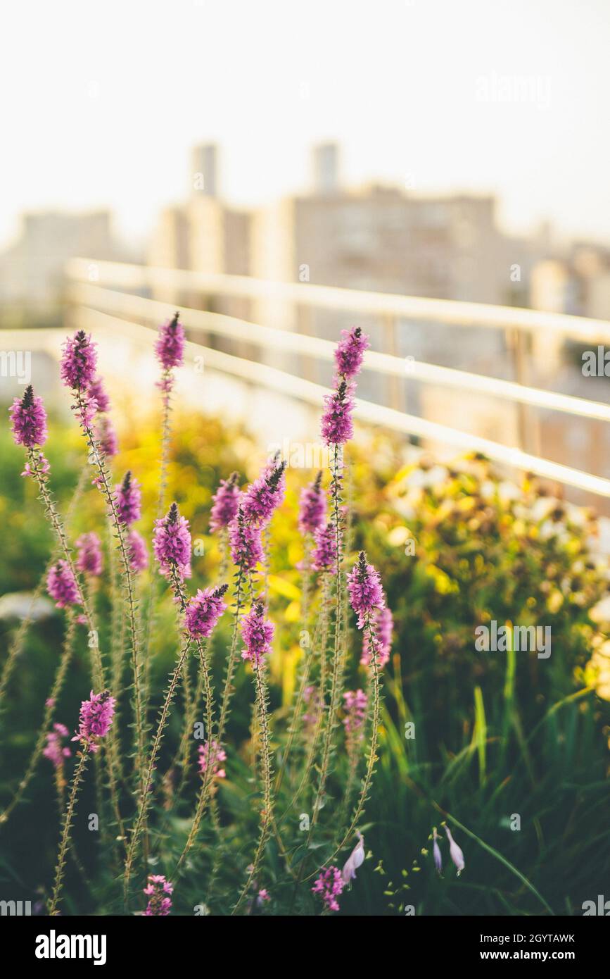 Fleurs violettes qui poussent sur le balcon.La vue sur la ville urbaine est  floue Photo Stock - Alamy