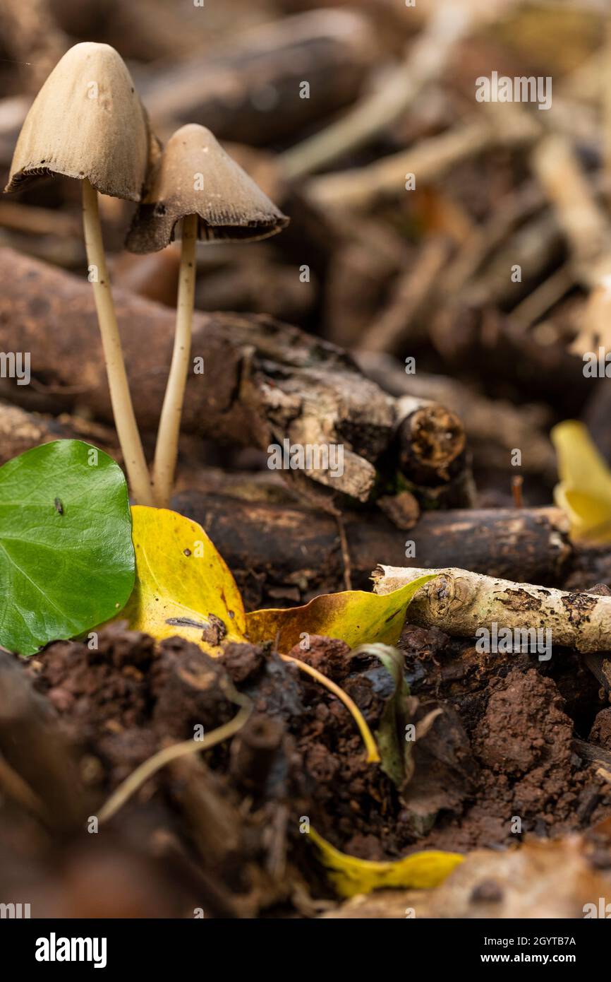 Psathyrella conopilusCoalpit .Hill foray. Banque D'Images