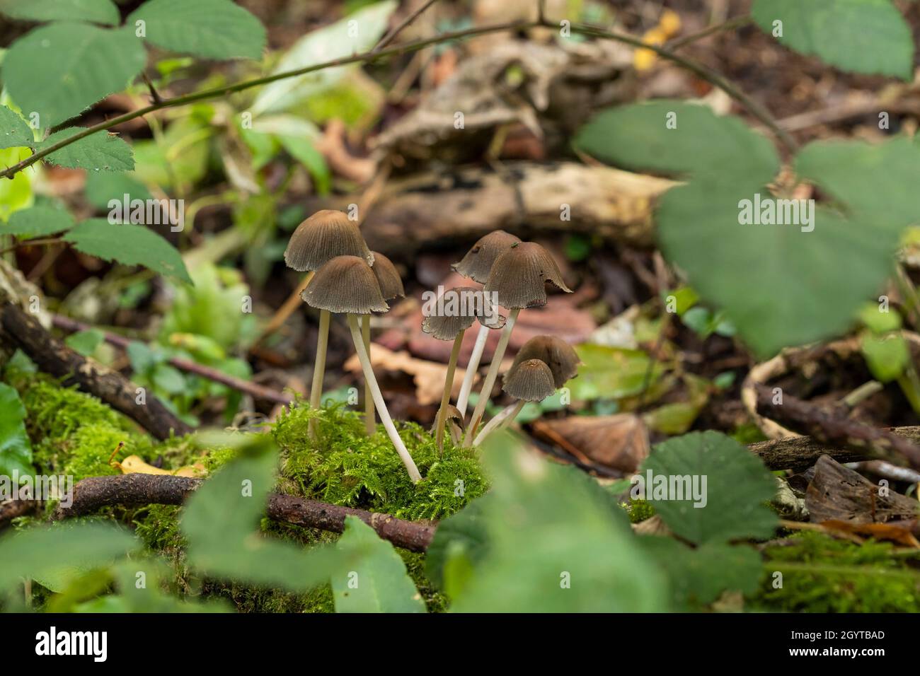 Spécimens de la forêt de Coalpit Hill. Banque D'Images