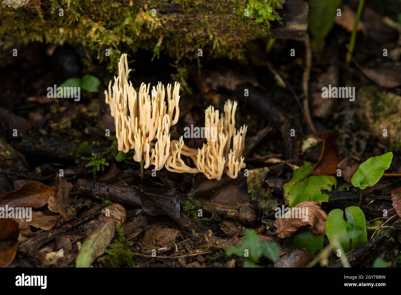 Champignon de corail de branche - Ramaria stricta.Coalpit Hill. Banque D'Images