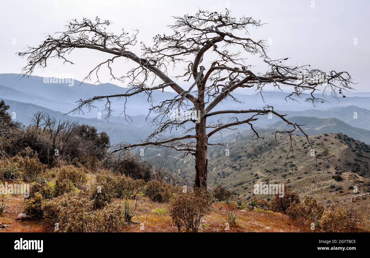 Le pin mort sans feuilles avec de larges branches sèches se dresse seul comme une silhouette sur le paysage des montagnes Banque D'Images