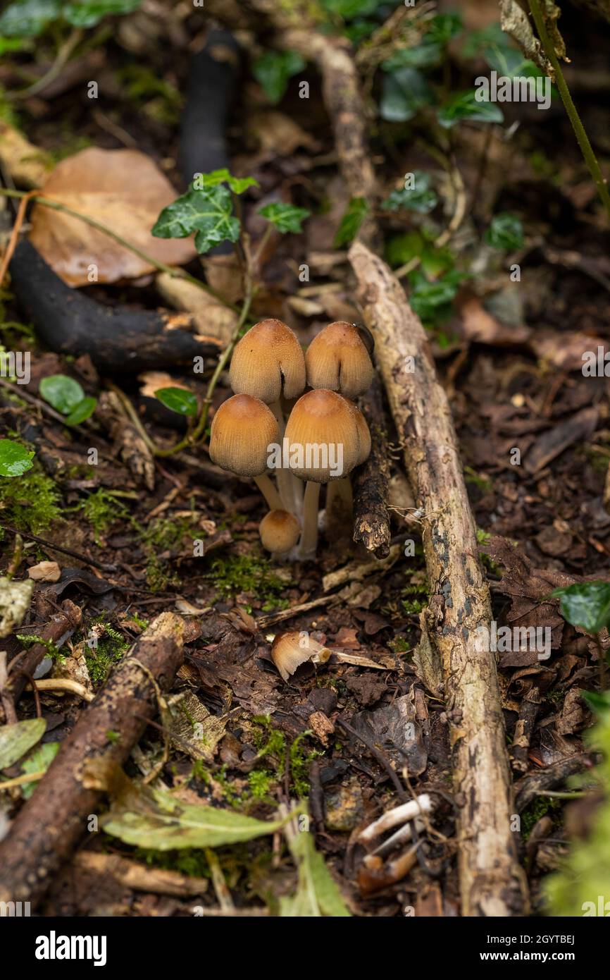 MICA Cap - Coprinellus micaceus.Coalpit Hill. Banque D'Images