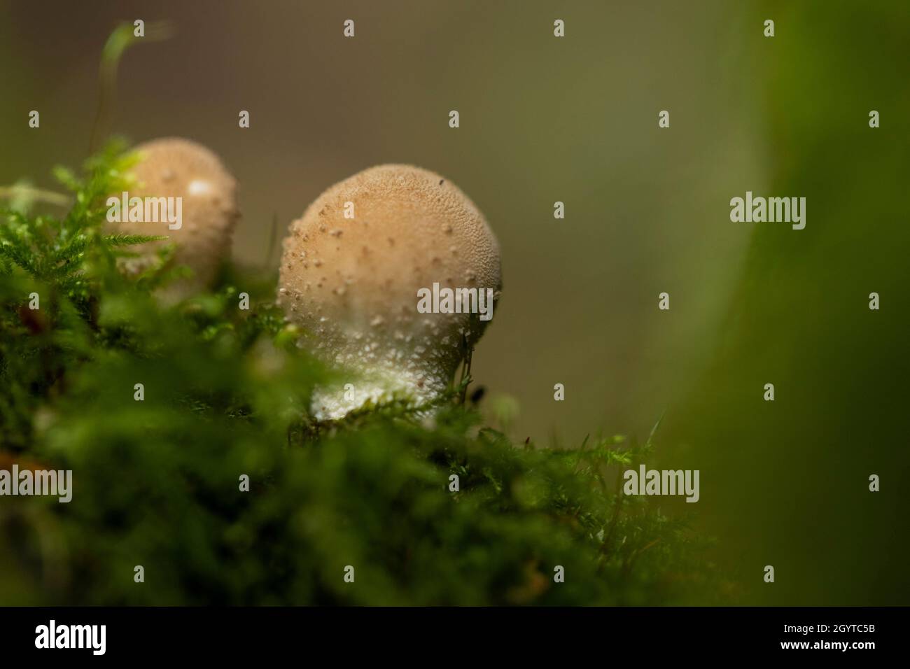 Boule de macaron commune - Lycoperdon perlatum. Croissance dans une souche d'arbre moussy.Coalpit Hill. Banque D'Images