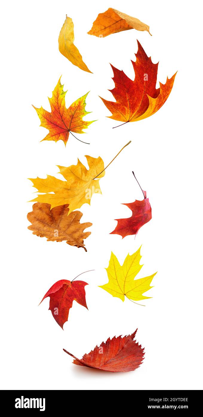 Chute des feuilles d'automne.Feuilles d'arbre rouges et jaunes dans l'air isolées sur fond blanc Banque D'Images