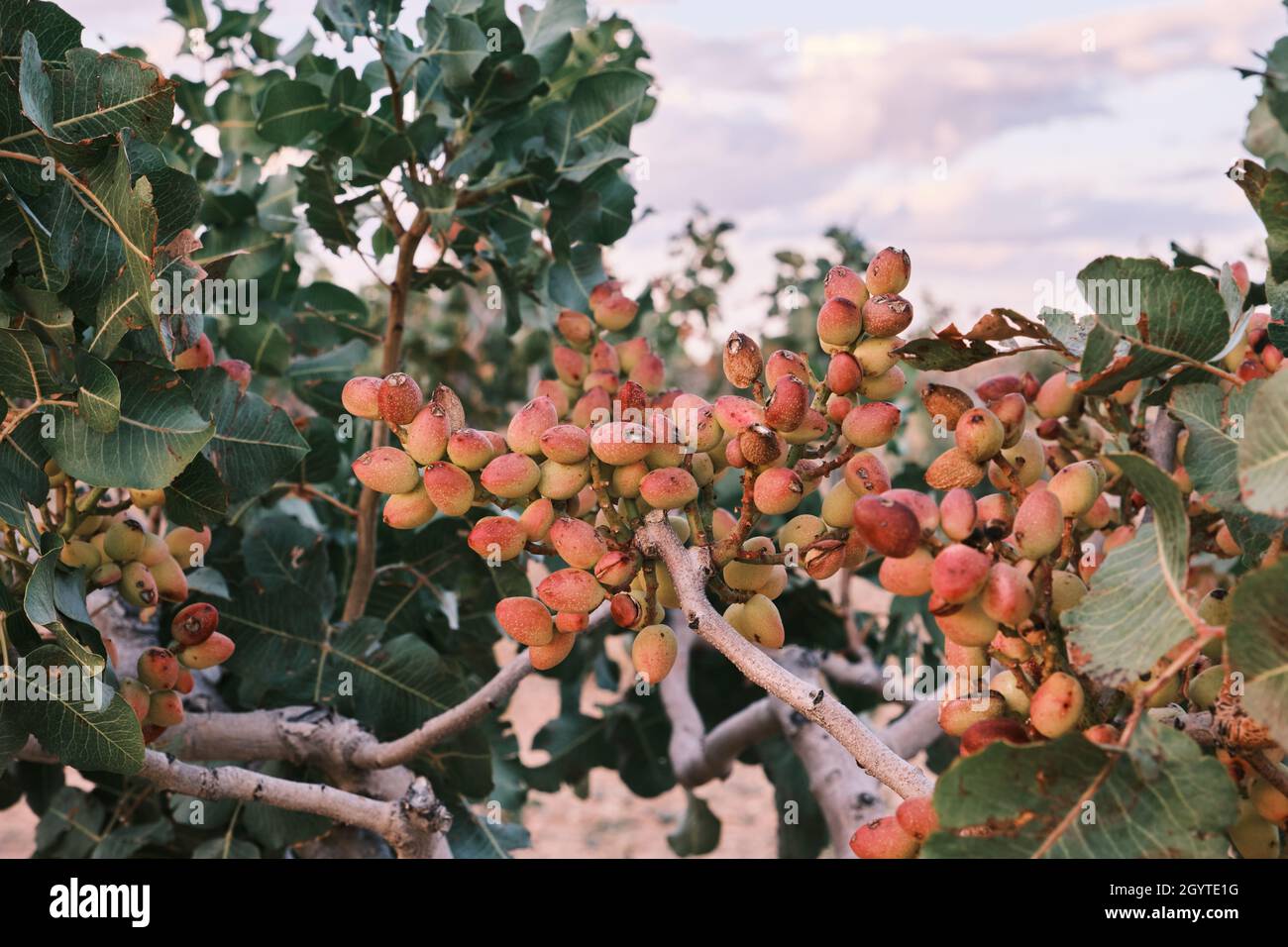 Pistacia vera ou pistachios bouquet de noix mûres rouges Banque D'Images