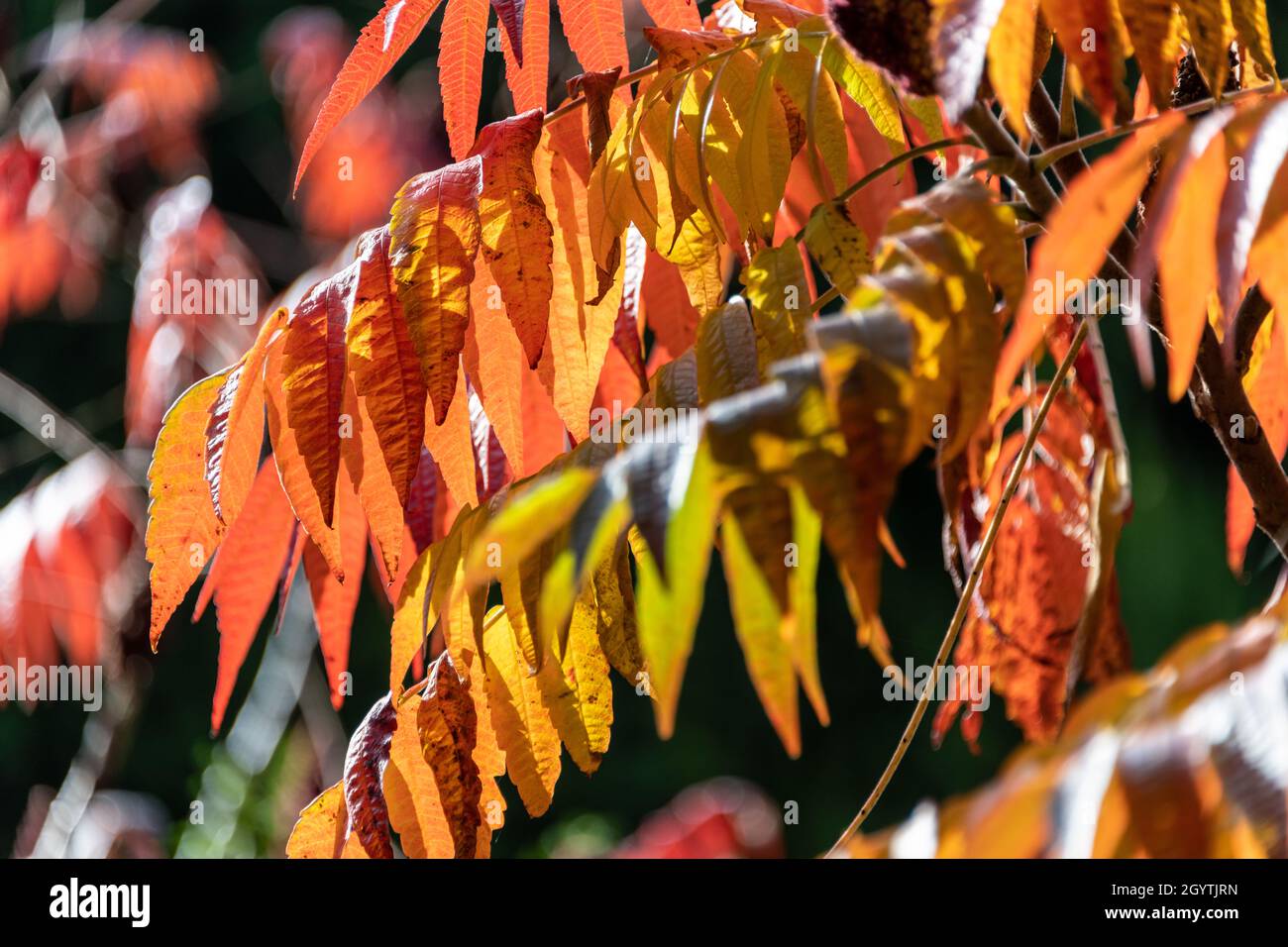 Newton Abbot, Royaume-Uni.Samedi 9 octobre 2021.Les feuilles deviennent orange et rouge vif au soleil d'automne par beau temps au Royaume-Uni.Credit: Thomas Faull/Alamy Live News Banque D'Images