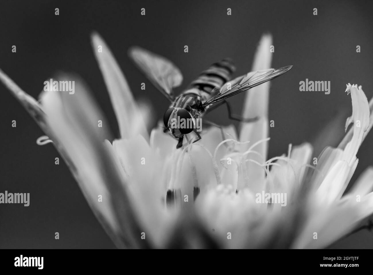 Photo noir et blanc d'une guêpe sur une fleur Banque D'Images