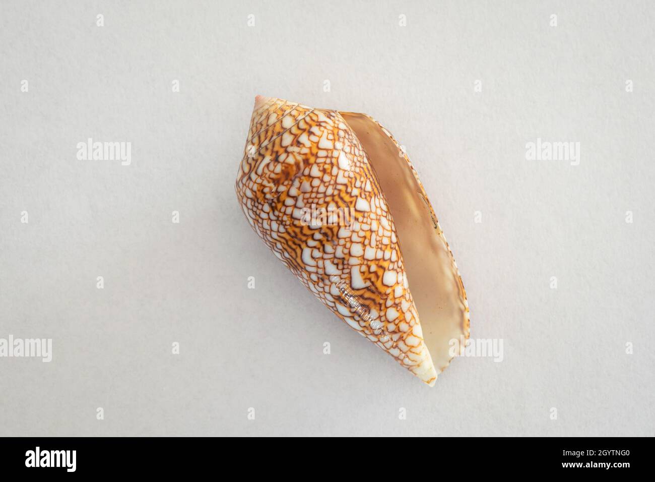 Rare coquillage conique 'Conus Gloriamaris' également connu sous le nom de gloire du cône de mer.Autrefois considérée comme la coquille la plus rare du monde. Banque D'Images