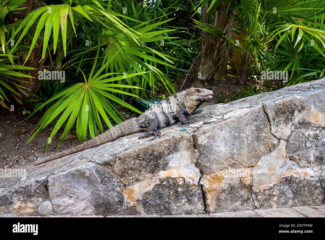 Gros plan d'iguana lézard rampant sur la pierre dans le parc écotouristique Xcaret Banque D'Images