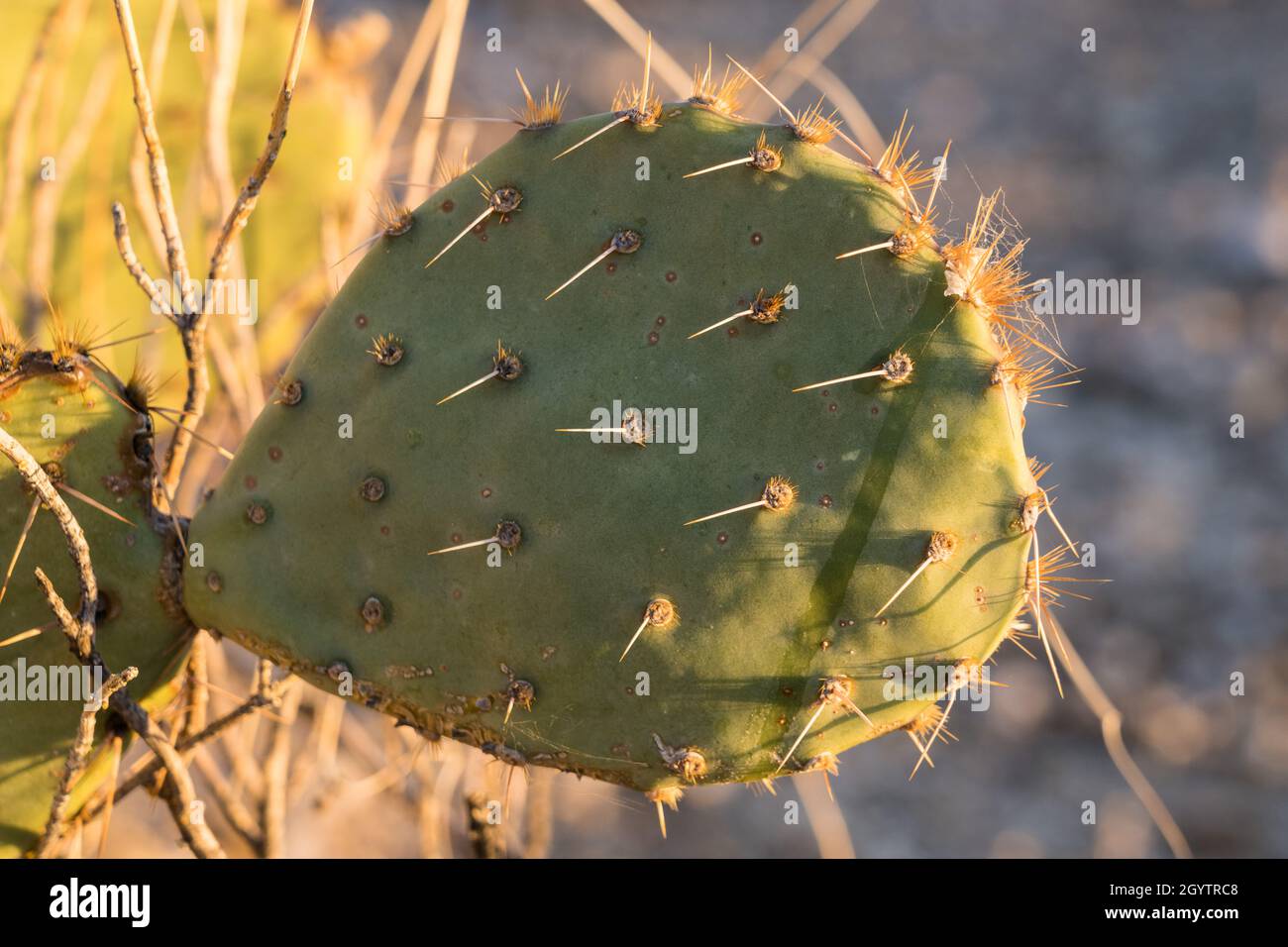 Gros plan sur le plateau et les épines d'un Pear de Prickly d'Engelmann, Opuntia engelmannii, parc national de Saguaro, Tucson, Arizona. Banque D'Images