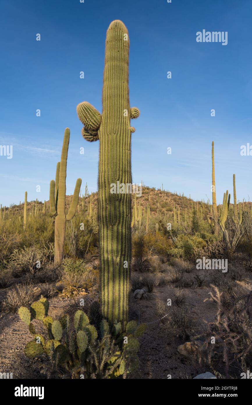 Une forêt de Saguaro Cactus, Carnegiea gigantea, dans le parc national de Saguaro, Tucson, Arizona. Banque D'Images