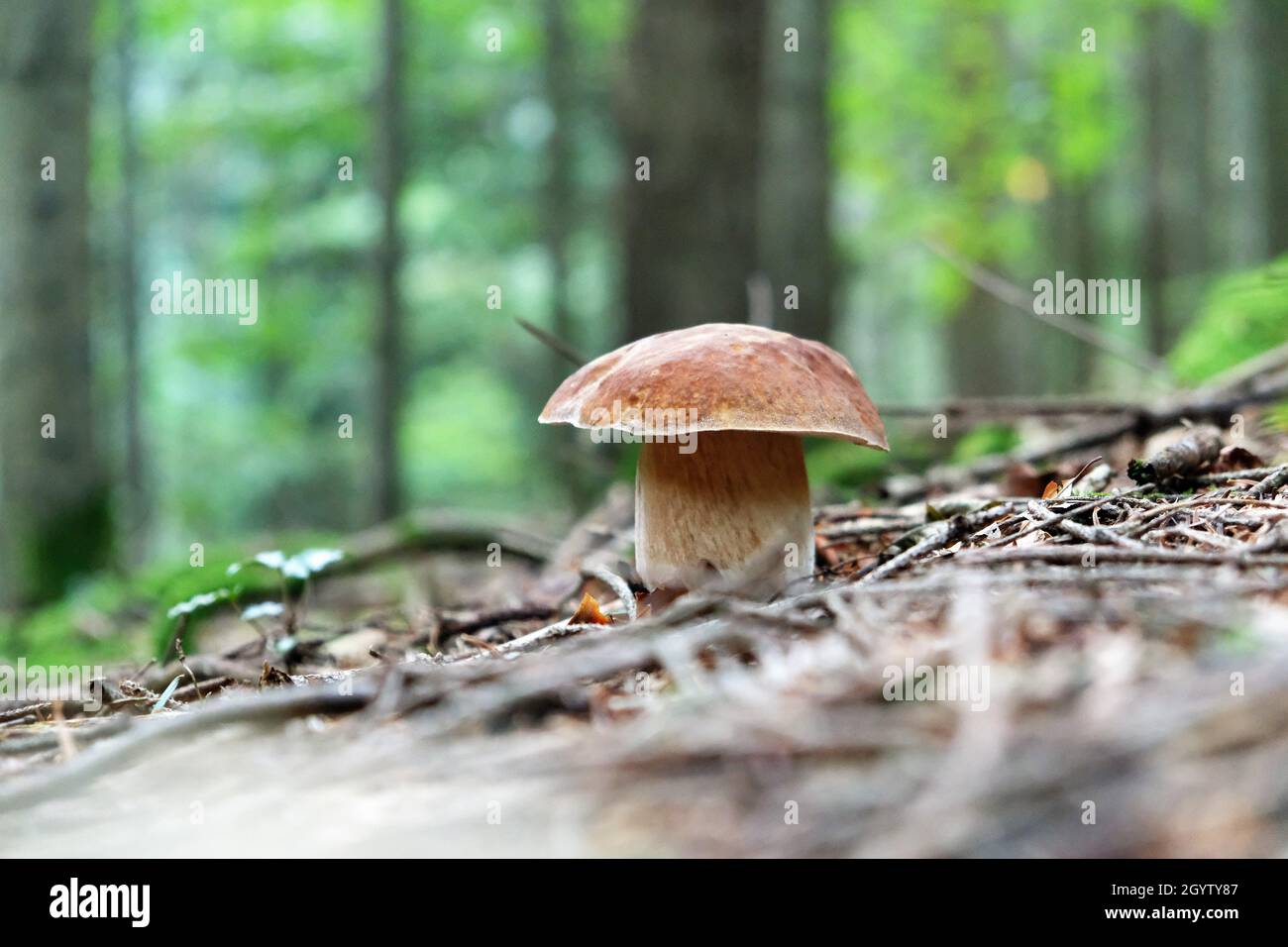 Champignons porcini dans la forêt du début de l'automne. Banque D'Images