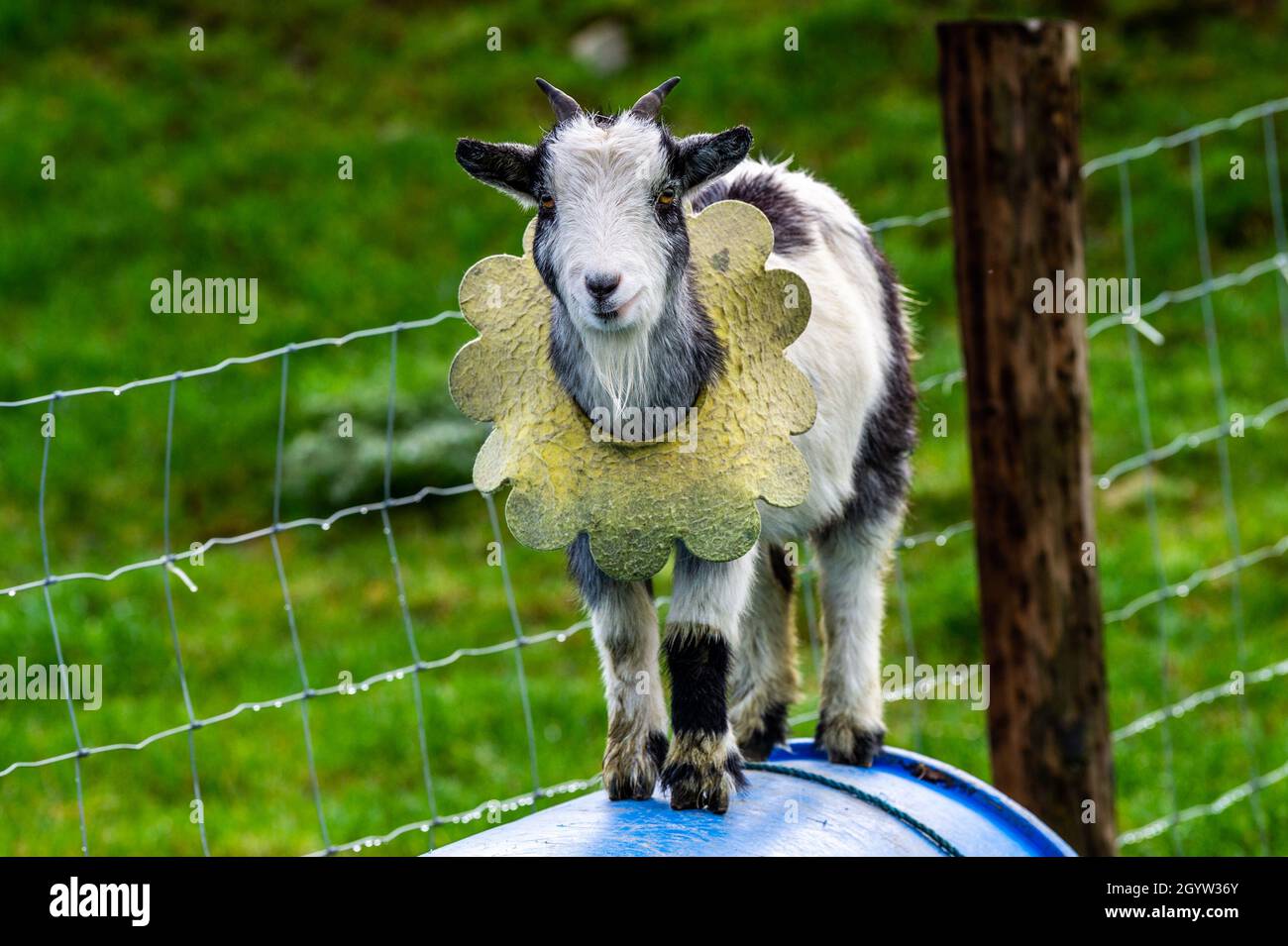 Kealkill, West Cork, Irlande.9 octobre 2021.Une chèvre pygmée se balance sur un baril bleu à Kealkill, West Cork.Crédit : AG News/Alay Live News Banque D'Images