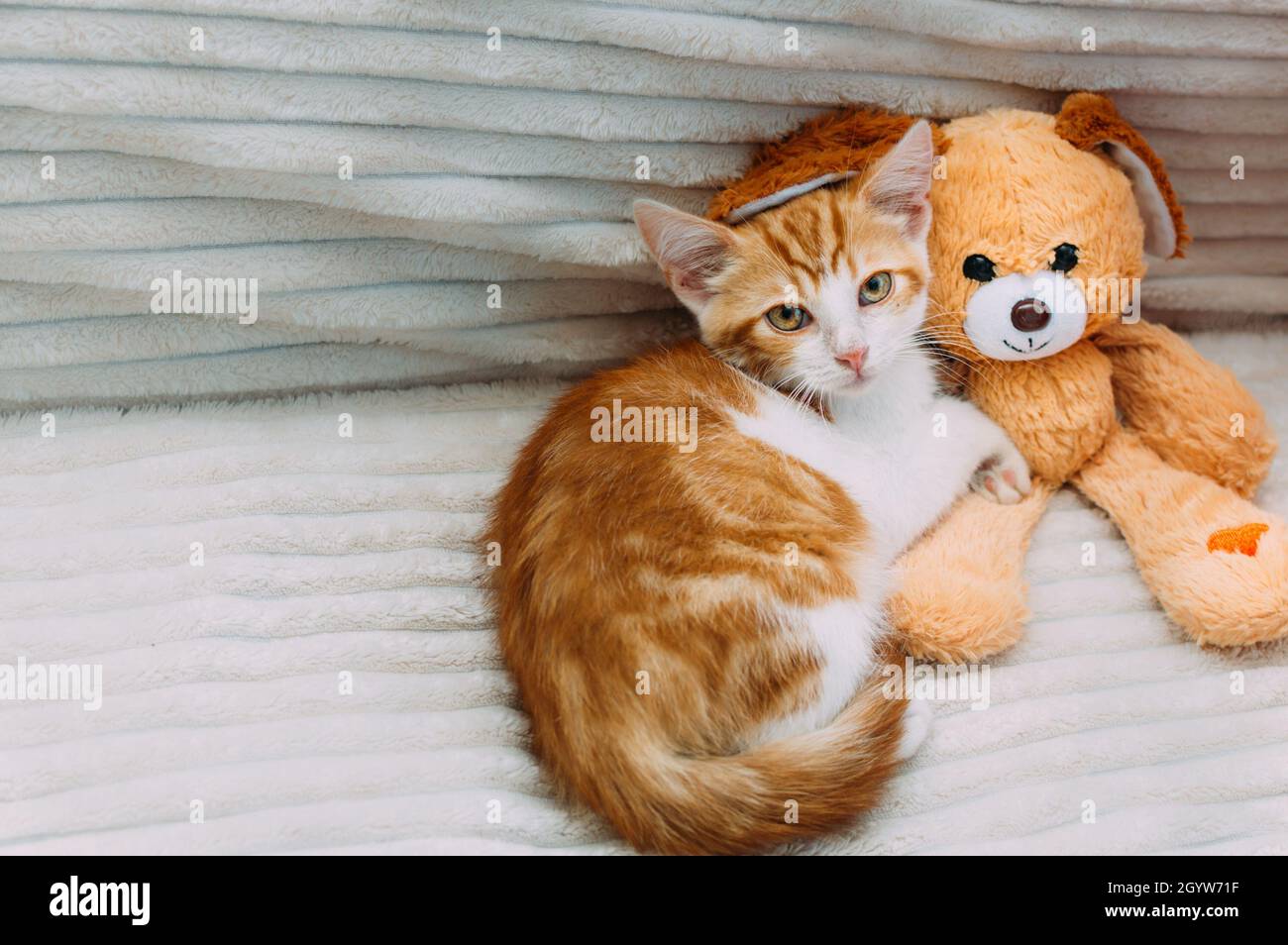 Portrait d'un chaton au gingembre à côté d'un jouet sur le lit Banque D'Images