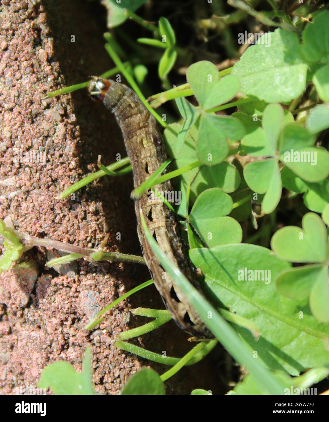 Une chenille verte appelée ver de l'aisselle qui mange de l'herbe. Banque D'Images