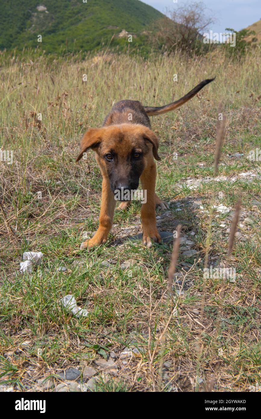 un petit chien courant dans le champ Banque D'Images