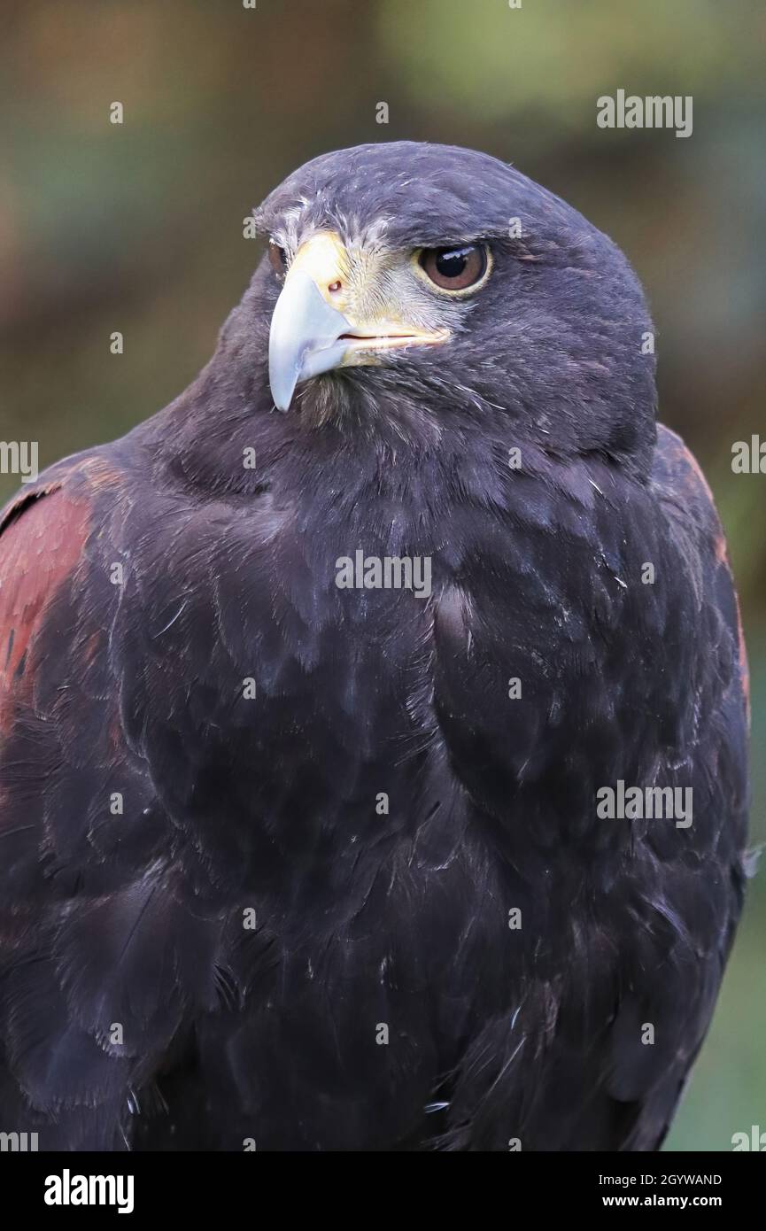 Portrait de la tête d'un Harris's Hawk Banque D'Images