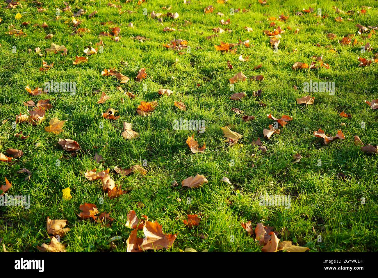 Prairie verte avec feuilles d'automne. Banque D'Images