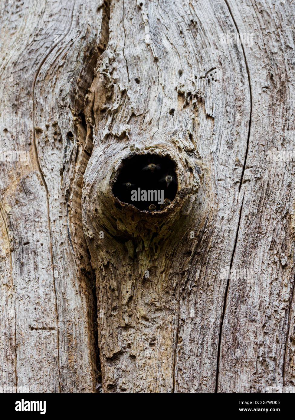 Abeilles sauvages nichant dans le trou de l'arbre, The New Forest, Hampshire, Royaume-Uni Banque D'Images