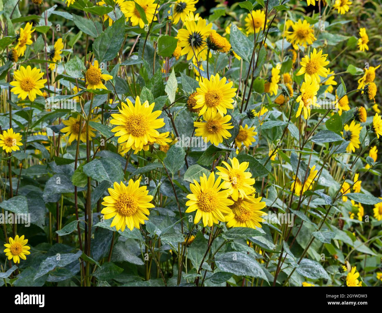 Jolis tournesols jaunes d'Helianthus dans un jardin Banque D'Images