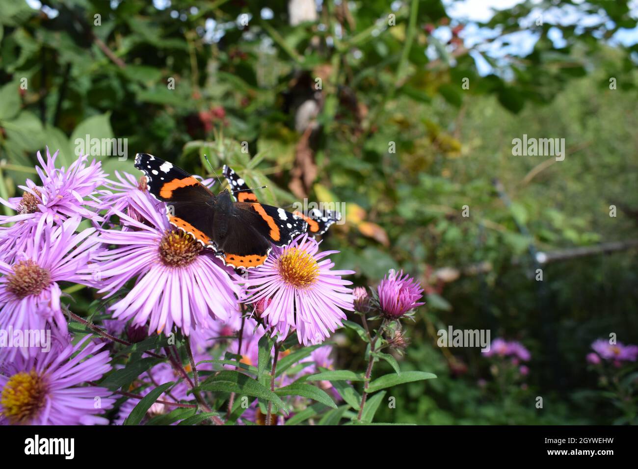 papillon amiral rouge sur chrysanthèmes violets Banque D'Images