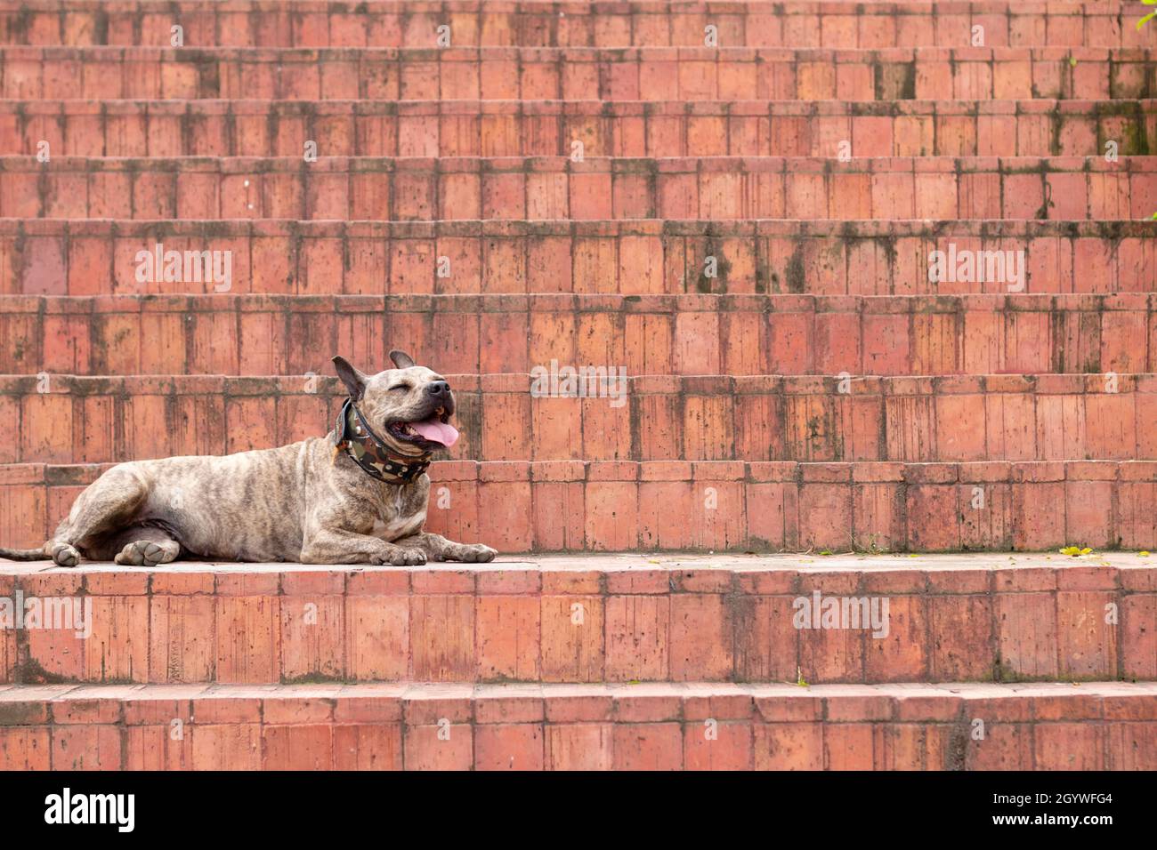 Beau pitbull avec les yeux fermés reposant et collant sa langue sur les escaliers orange. Les modèles de rupture.Chien bringé brun portant un camouflage Banque D'Images