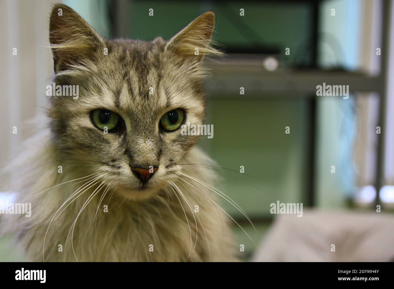 Chat tabby argent sur une table Banque D'Images