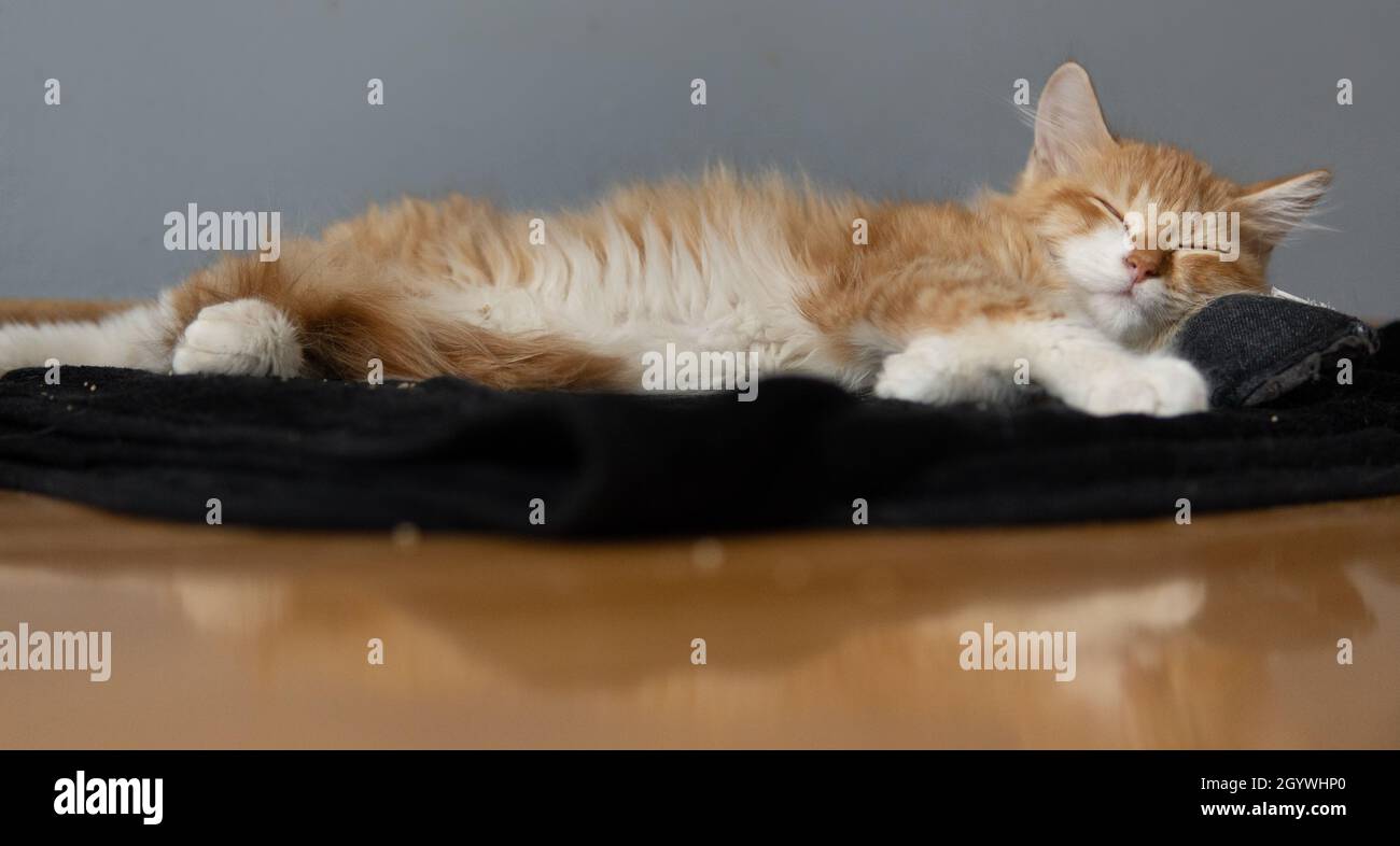 Et orange avec chaton blanc (gingembre) dort sur une couverture noire Banque D'Images
