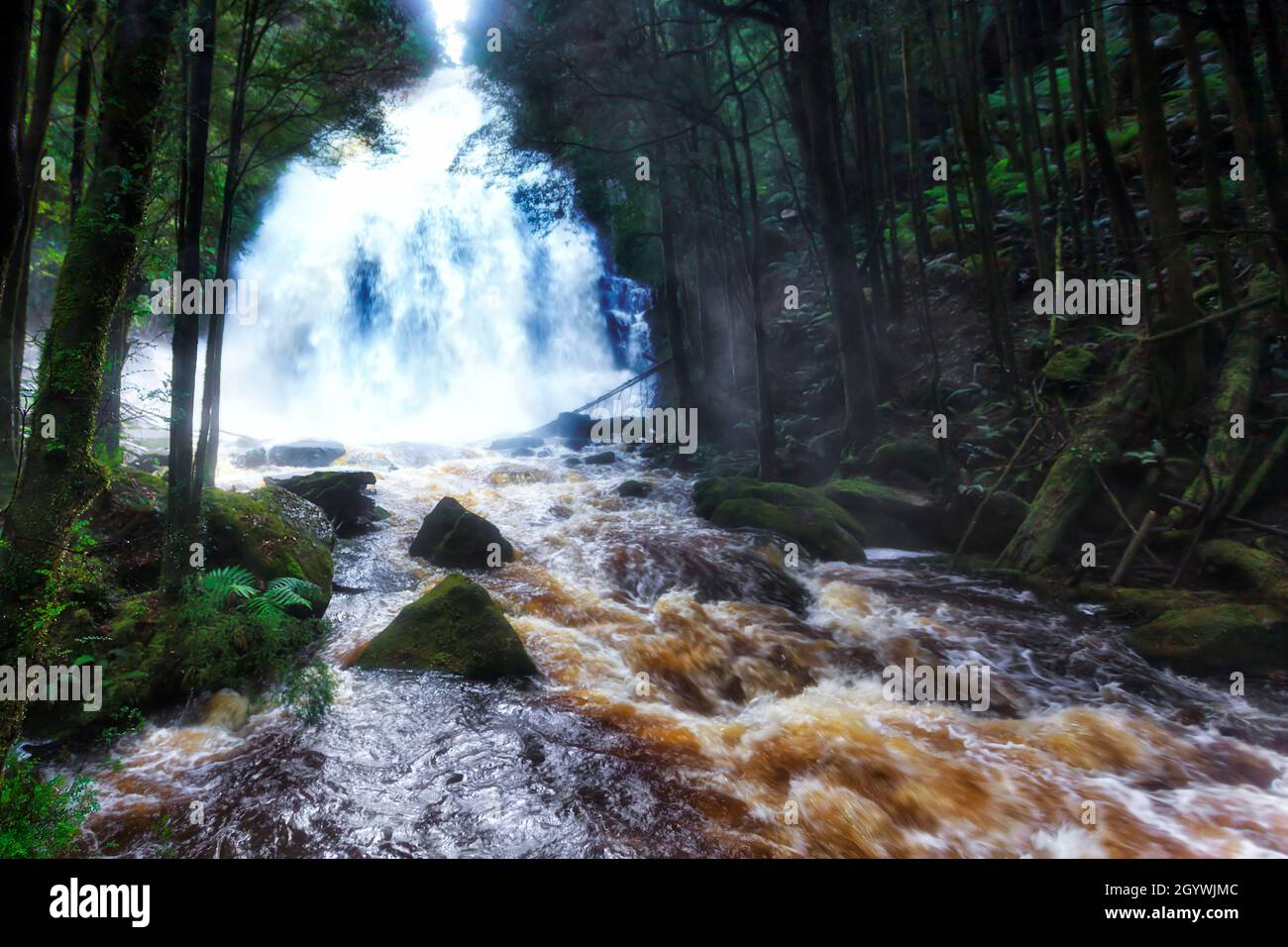 Puissante cascade de Nelson dans les profondeurs de la Tasmanie après de fortes pluies - ruisseau fou au fond de la crique. Banque D'Images