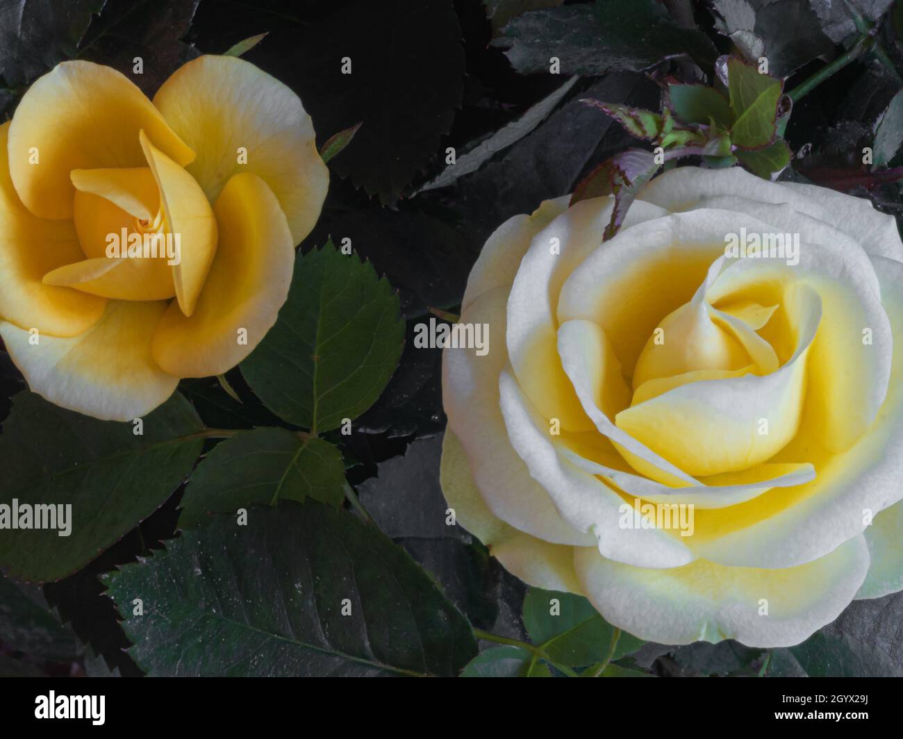 fleurs roses jaunes et blanches sur fond vert Banque D'Images