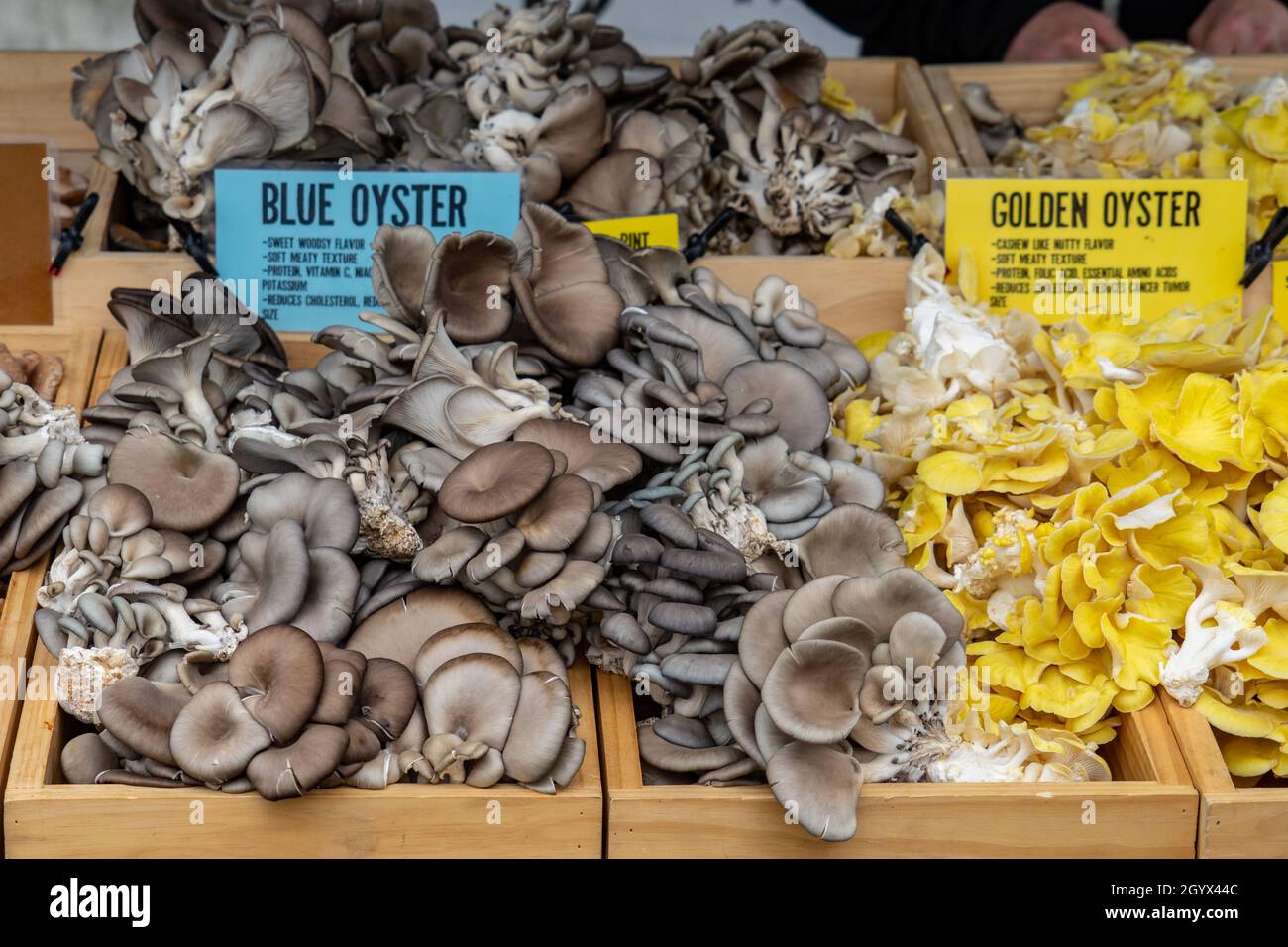 Champignons à l'huître bleue et dorée à vendre au marché agricole local Banque D'Images