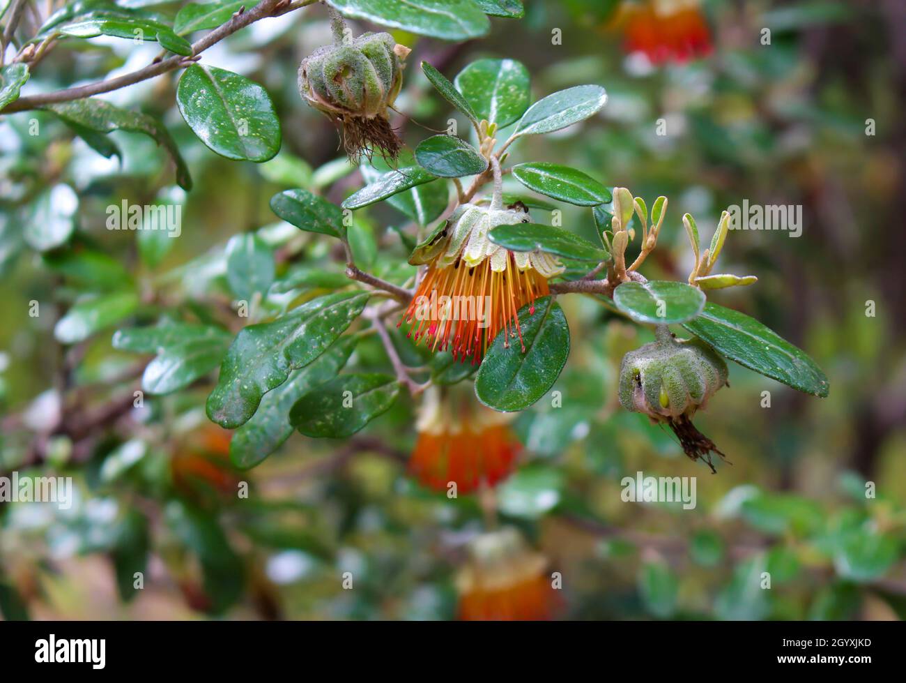 Fleurs en forme de cloche orange Dainty de fleur sauvage d'Australie occidentale Diplolaena angustifolia ajoute de la couleur au paysage du Bush dans la forêt de Tuart . Banque D'Images