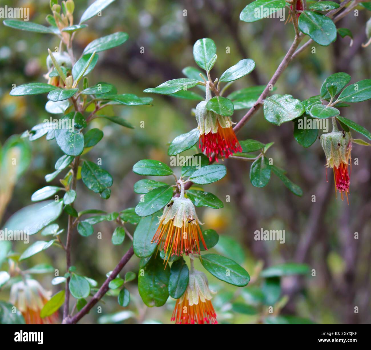 Fleurs en forme de cloche orange Dainty de fleur sauvage d'Australie occidentale Diplolaena angustifolia ajoute de la couleur au paysage du Bush dans la forêt de Tuart . Banque D'Images