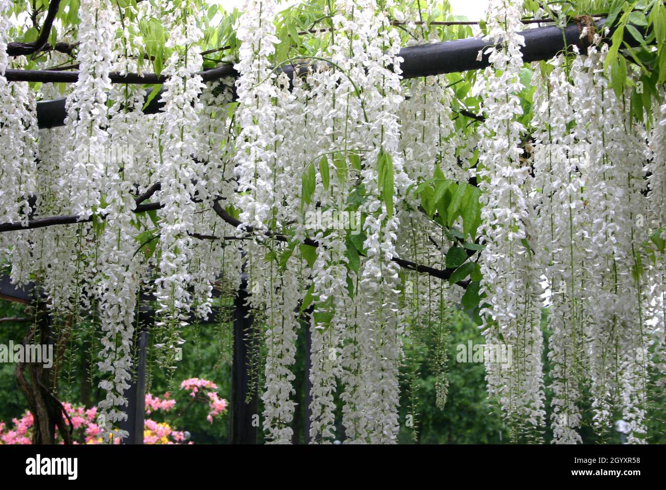 BELLE WISTERIA BLANCHE POUSSANT SUR GARDEN PERGOLA. AUSTRALIE. Banque D'Images