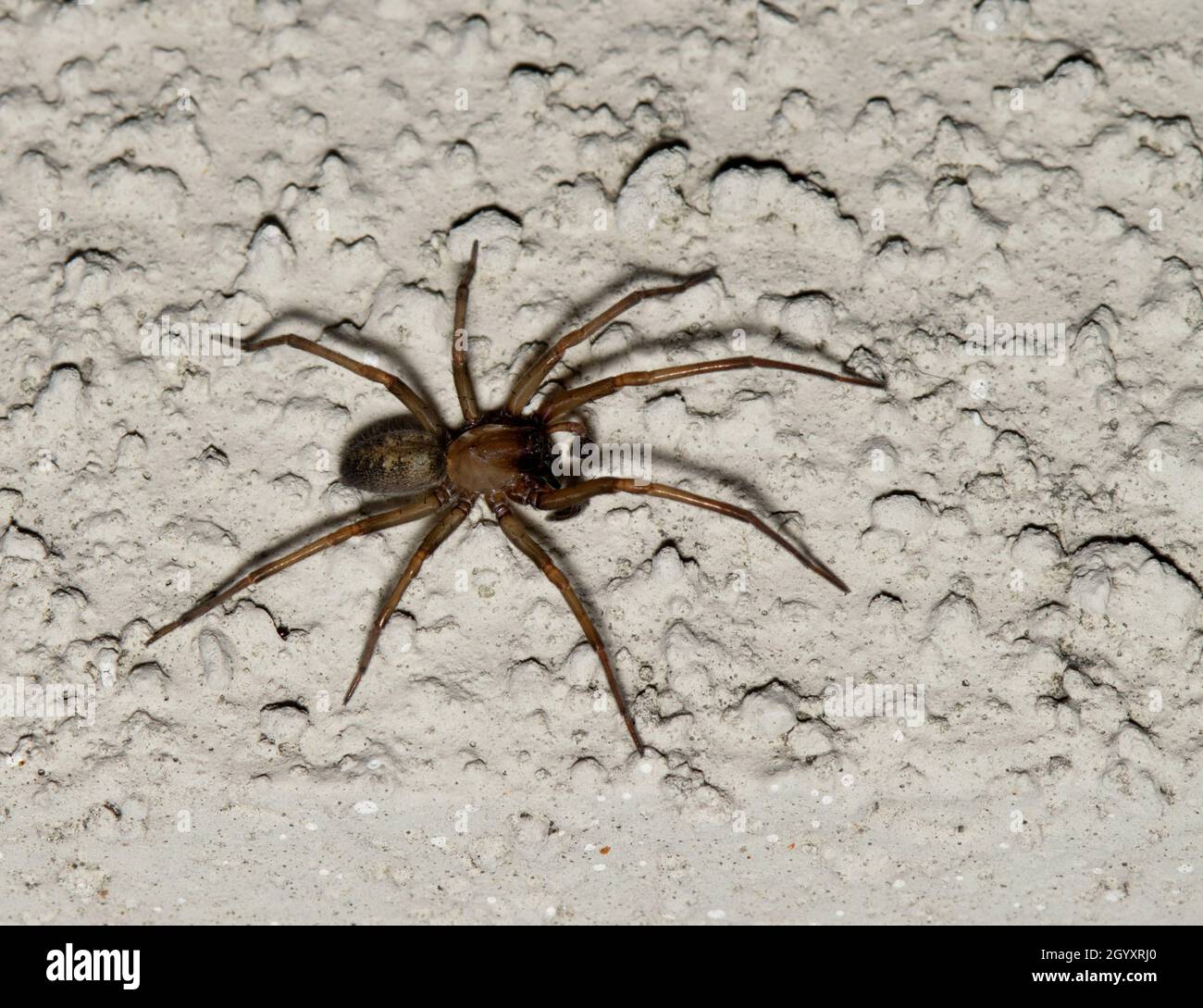 L'araignée Hacklemesh Weaver (Metaltella simoni) chasse aux insectes sur un mur extérieur la nuit à Houston, au Texas. Banque D'Images