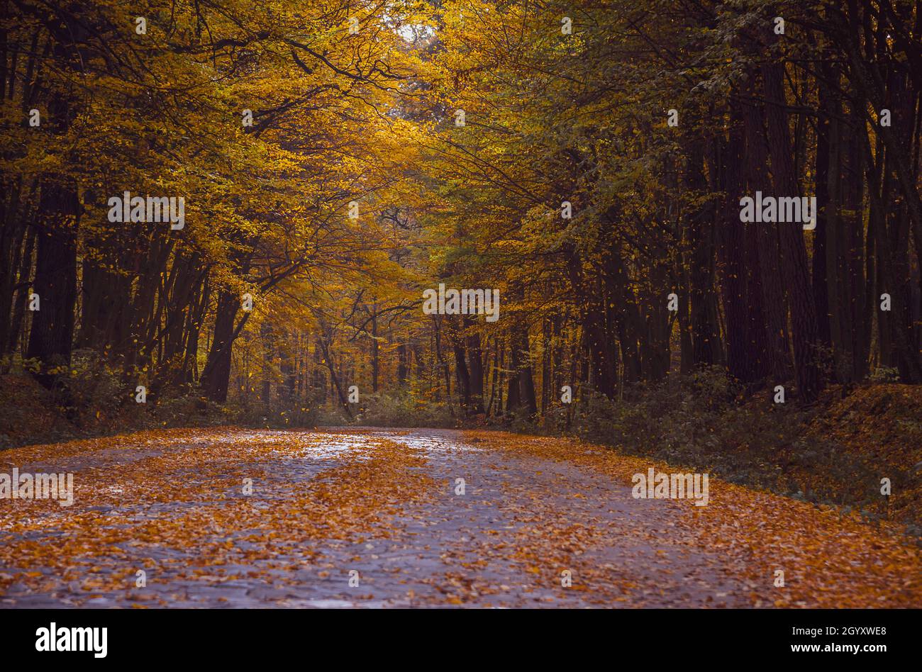 Automne forêt à feuilles caduques. Route dans la forêt d'automne. Chute de feuilles jaunes d'arbres. Saisons Banque D'Images