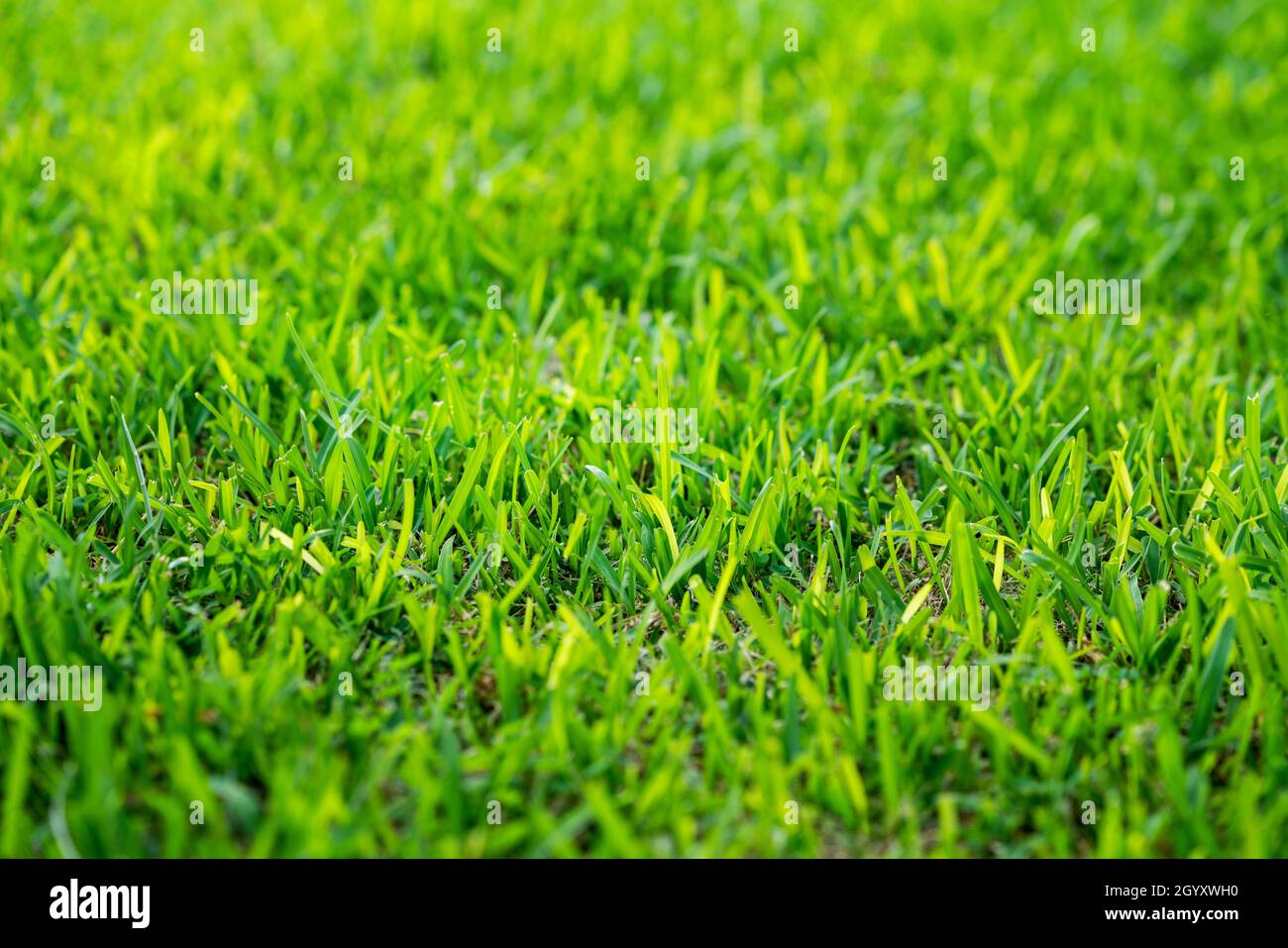 Gros plan sur l'herbe verte dans un champ ouvert, sur fond de nature Banque D'Images